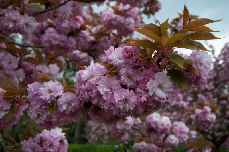 20130427_160624__DSC0059