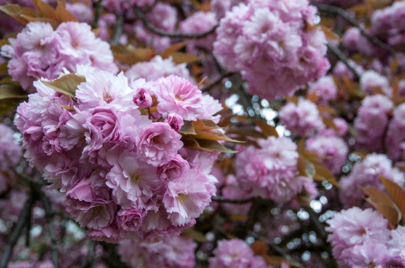 20130427_170250__DSC0077