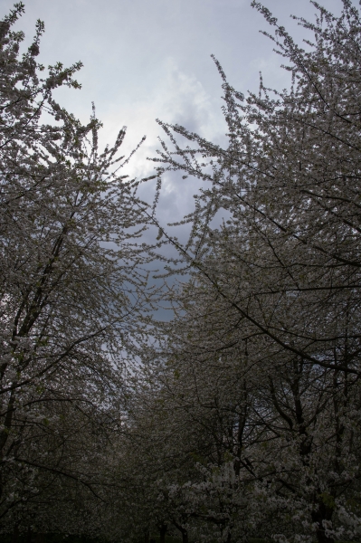 20130427_172632__DSC0091