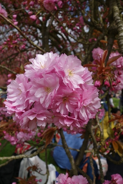 A-Hanami 2016 - 1