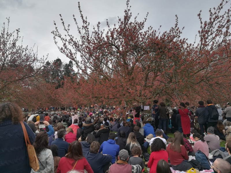 Ohanami 2018