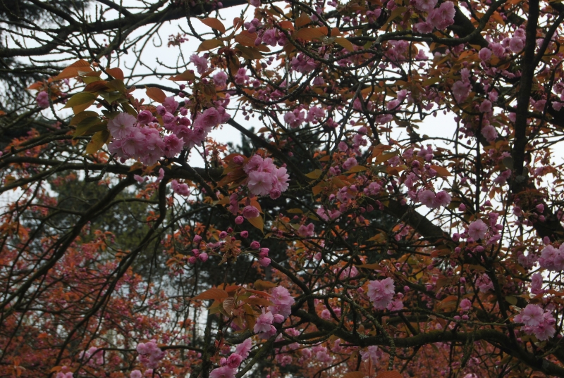 Ohanami 2018