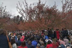 Ohanami 2018