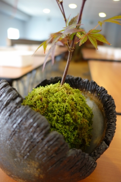 Superbe céramique d'Arnaud Roy avec son kokedama