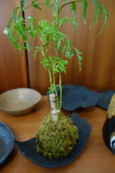 Ce kokedama d'Arnaud a deux ans !