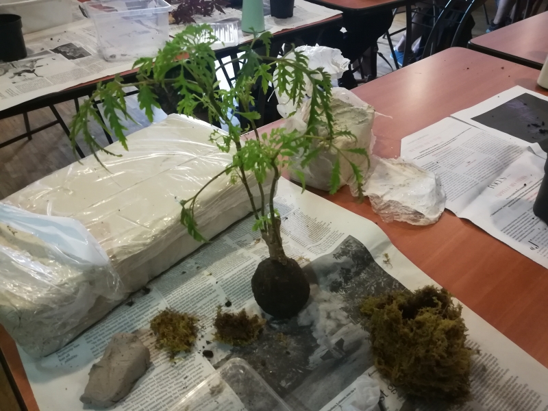 Striptease de kokedama
