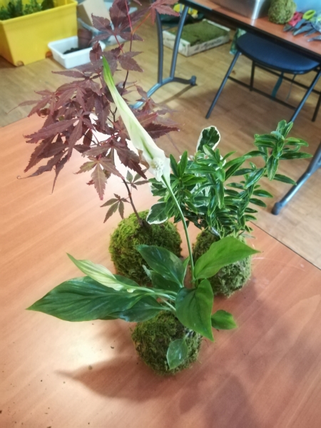 Trois jolis kokedama