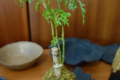 Ce kokedama d'Arnaud a deux ans !